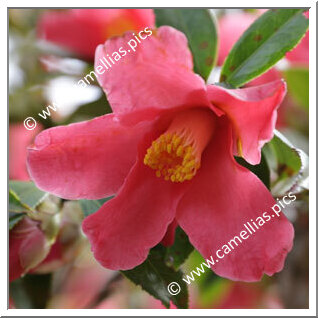 Camellia Hybride C.reticulata 'Sangokaku'