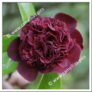 Camellia Japonica 'Sangre de Pichón'