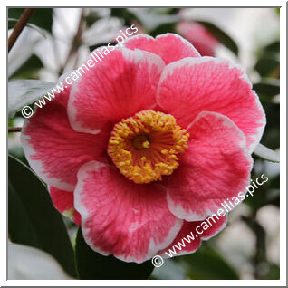 Camellia Japonica 'Sanpei-tsubaki'