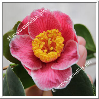 Camellia Japonica 'Sanpei-tsubaki'