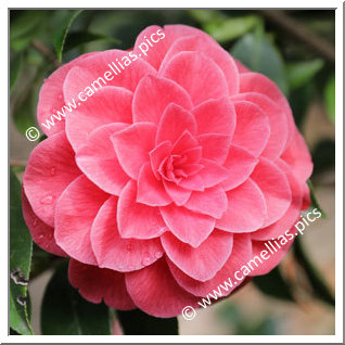 Camellia Japonica 'Santa Maria del Fiore'