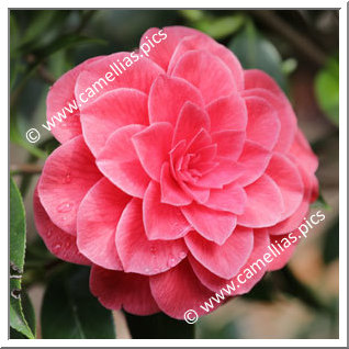Camellia Japonica 'Santa Maria del Fiore'