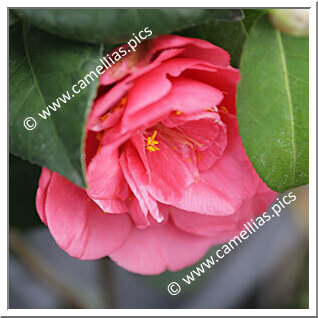 Camellia Japonica 'Santiniana Speciosa'