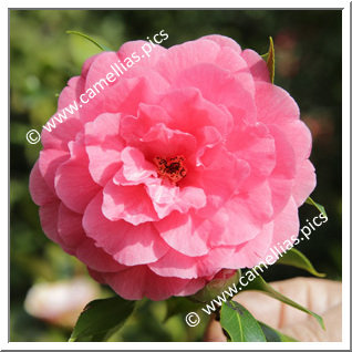 Camellia Japonica 'Sarah Frost'