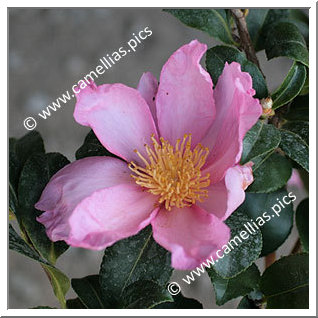Camellia Sasanqua 'Sasanqua Rubra'