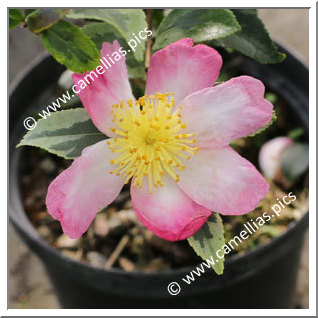 Camellia Sasanqua 'Sasanqua Variegata'