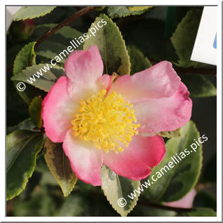 Camellia Sasanqua 'Sasanqua Variegata'