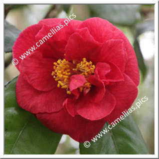 Camellia Hybride C.reticulata 'Satan's Robe'