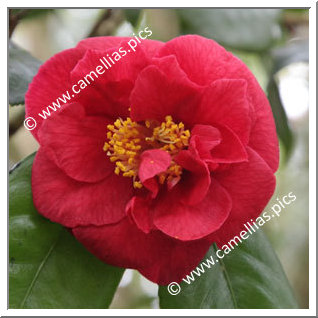 Camellia Hybrid C.reticulata 'Satan's Robe'