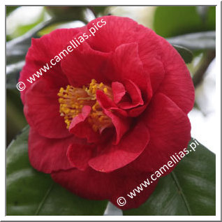 Camellia Hybrid C.reticulata  'Satan's Robe'