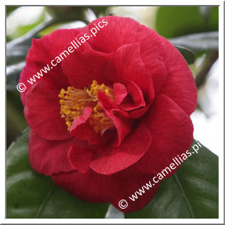 Camellia Hybrid C.reticulata 'Satan's Robe'