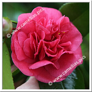 Camellia Japonica 'Satanella'