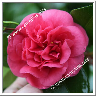 Camellia Japonica 'Satanella'