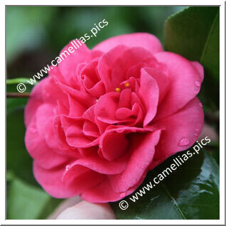 Camellia Japonica 'Satanella'