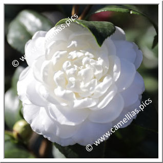 Camellia Japonica 'Satsuma'