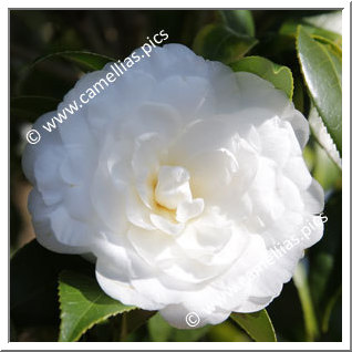 Camellia Japonica 'Satsuma'