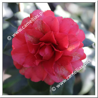 Camellia Japonica 'Satsuma-kurenai'