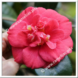 Camellia Japonica 'Saturnia'