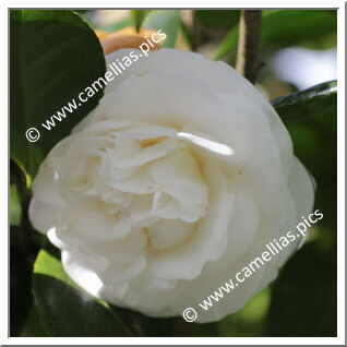 Camellia Japonica 'Saudade de Camillo Aureliano'