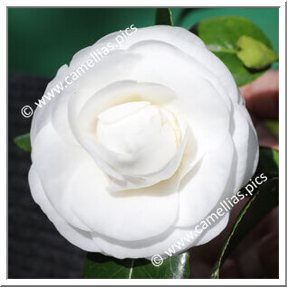 Camellia Japonica 'Saudade de Camillo Aureliano'