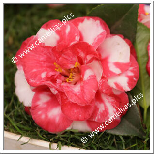 Camellia Japonica 'Saudade de Martins Branco'