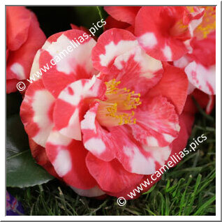 Camellia Japonica 'Saudade de Martins Branco'