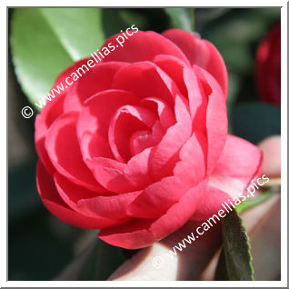 Camellia Japonica 'Savoldi Lineata'