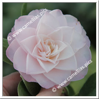 Camellia Japonica 'Sawada's Dream'