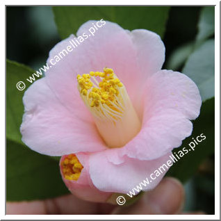 Camellia Japonica 'Sayo-no-tsuki'