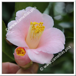 Camellia Japonica 'Sayo-no-tsuki'