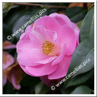 Camellia Hybrid C.x williamsii 'Sayonara'