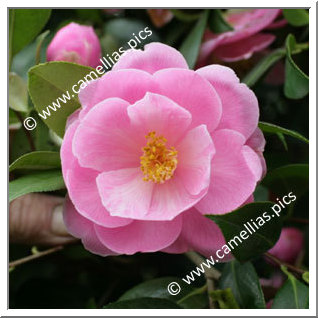 Camellia Hybrid C.x williamsii 'Sayonara'