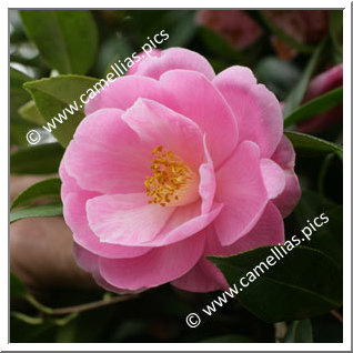 Camellia Hybrid C.x williamsii 'Sayonara'