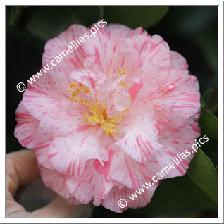 Camellia Japonica 'Sazanami'