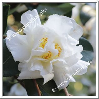 Camellia Sasanqua 'Mariella Bolognesi Scalabrin '