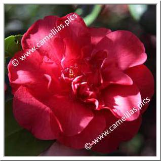 Camellia Japonica 'Scarlet Glory'