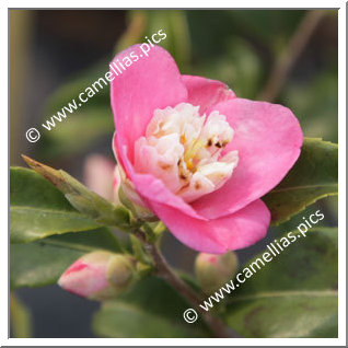 Camellia Hybride 'Scented Gem'