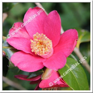 Camellia Japonica 'Scented Red'