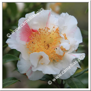 Camellia Hybrid 'Scented Sun'