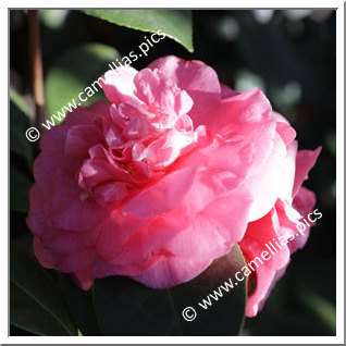 Camellia Japonica 'Scentsation'