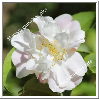 Camellia Hybride 'Scentuous'