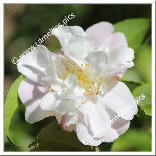 Camellia Hybrid 'Scentuous'