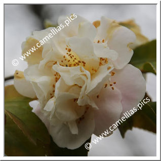 Camellia Hybrid 'Scentuous'