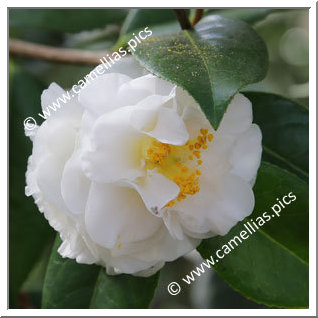 Camellia Japonica 'Wingster Schneewolke '