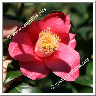 Camellia Japonica 'Scorrier'