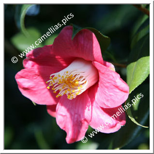 Camellia Japonica 'Scorrier'