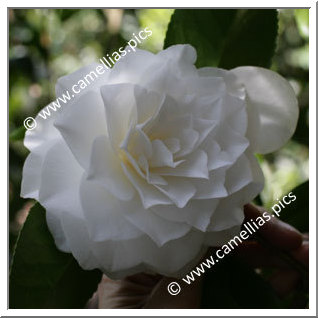 Camellia Japonica 'Sea Foam'