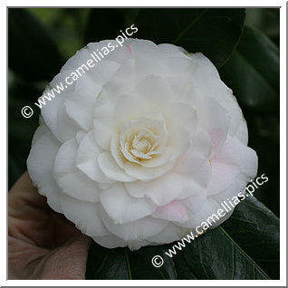 Camellia Japonica 'Sea Shell'