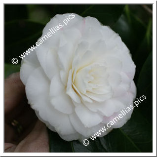 Camellia Japonica 'Sea Shell'