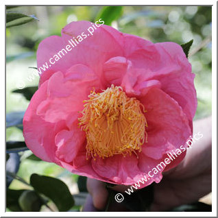 Camellia Japonica 'Clara Gil de Seabra'